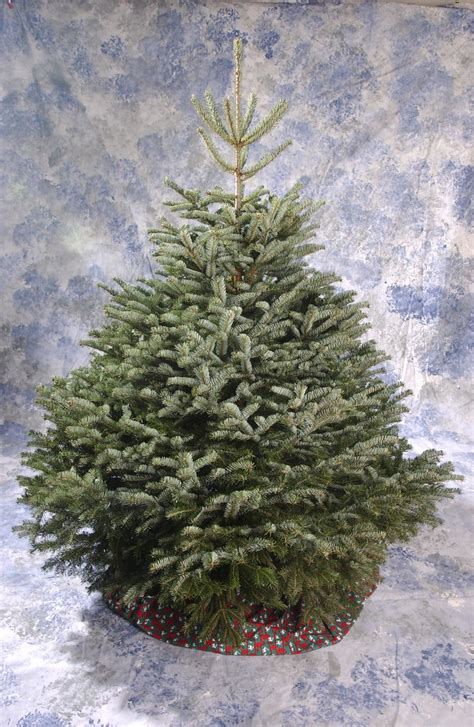 Turkish fir Christmas tree | Oregon State University | Flickr