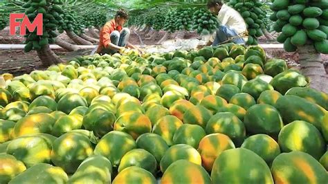 Incredible Modern Agriculture Papaya Harvesting Processing - Amazing ...