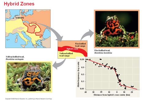 Hybrid Zones over Time