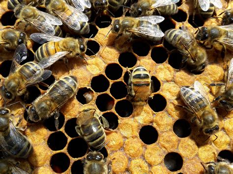 Amoeba disease diagnosing | Beesource Beekeeping Forums