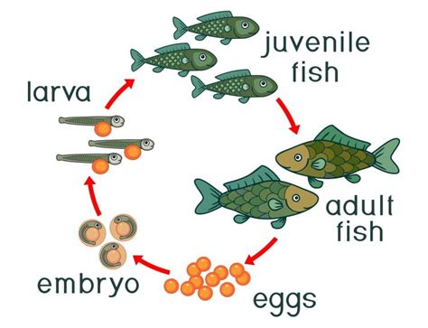 Fish Life Cycle 101: From The Larvae To Senescence Explained