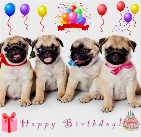 Birthday pug - funny pugs Fan Art (34581826) - Fanpop