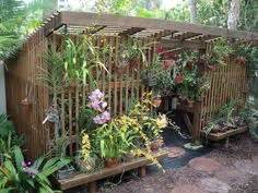 One of the secrets to cultivating orchids successfully is to put the plants outside for the ...