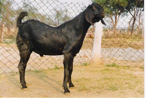 Meat Goat farming information Guide in India | Agri Farming