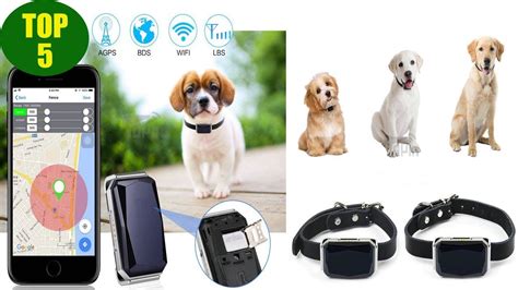 TOP 5 Best GPS Trackers for Pet - YouTube