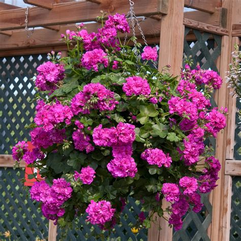 Trailing Geranium Shades Of Pink Collection Plants - Richard Jackson