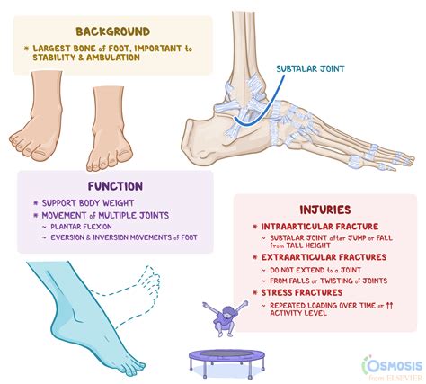 Calcaneus: What It Is, Location, Injuries, and More | Osmosis