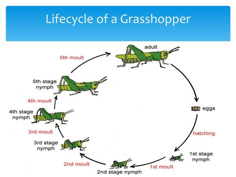 Ppt Life Cycle Of The Grasshopper Powerpoint Presentation Id | Sexiz Pix