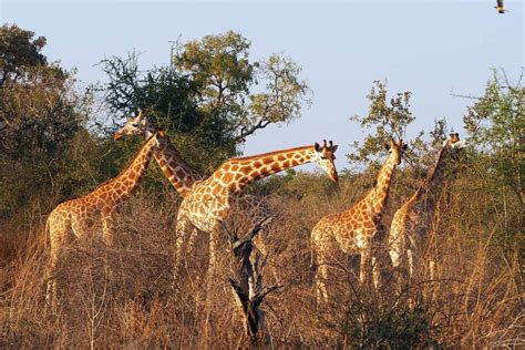 Zakouma National Park in Chad - Safari Experience - Kumakonda