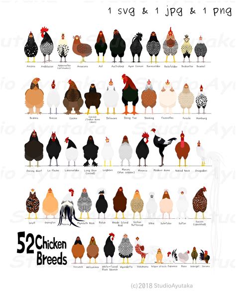 52 breeds of chicken chart svg jpg png 1620'' | Etsy