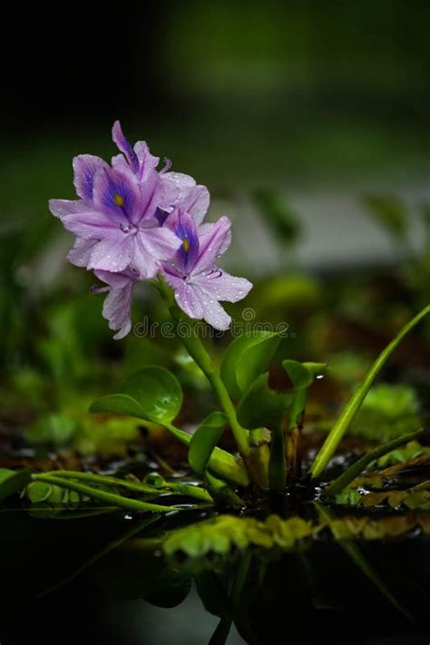 The Beauty of the Flowers of Pistia Stratiotes in the Evening Stock Image - Image of flowers ...