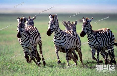 Boehm's / Grant's Zebra - herd running (Equus quagga boehmi), Stock ...