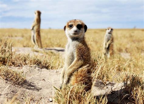 Meeting Makgadikgadi Meerkats | Best Botswana Safari Experiences | Art ...