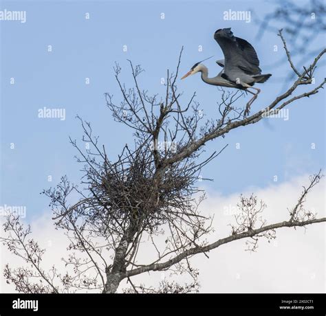 Grey heron breeding hi-res stock photography and images - Alamy