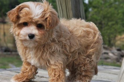 Local Maltipoo Puppies for Sale | Maltipoo