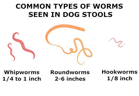 Worms in Dog Poop? Pictures of Hookworms, Roundworms, Whipworms & Tapeworms