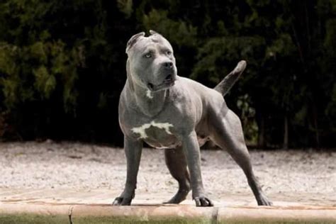 XL Bully dog: Government announces dangerous dog will be banned as owners offered compensation ...