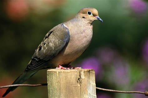 Mourning Dove Symbolism: Exploring Its Peace and Power | LoveToKnow