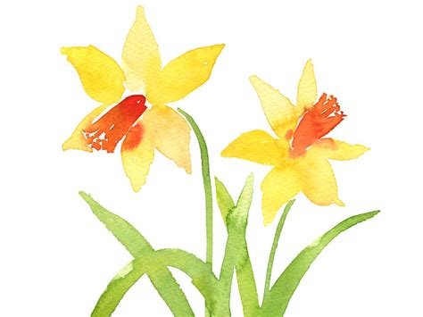 How to Paint Watercolour Daffodils - Easy Tutorial | Emily Wassell