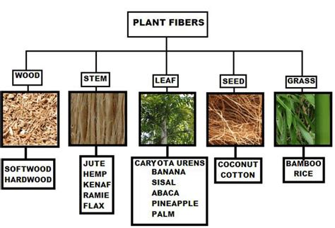 Classification of plant fibers. | Download Scientific Diagram