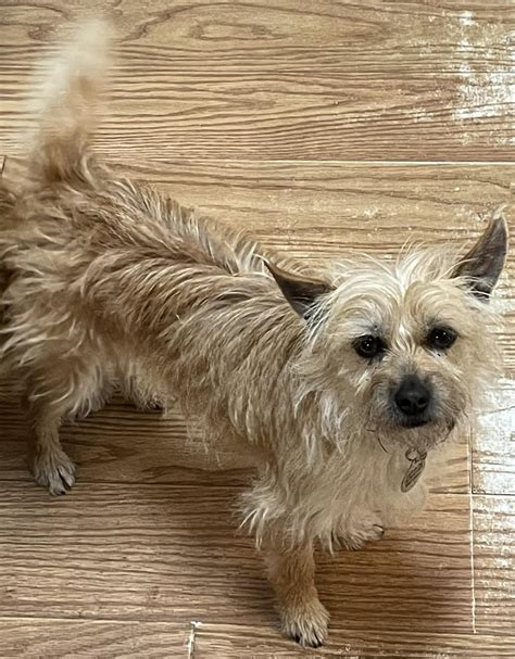 Dog for adoption - Kelcee, a Terrier Mix in West Richland, WA | Petfinder