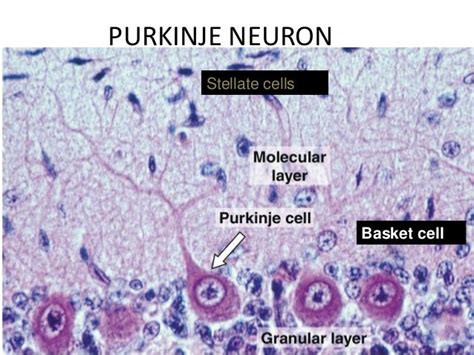 Histology of cerebrum and cerebellum | Tissue biology, Histology slides ...