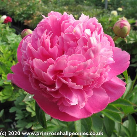 Paeonia Bouquet Perfect AGM (Peony Bouquet Perfect)