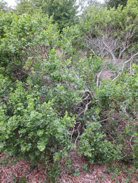 Baccharis pilularis, Coyote Bush – Larner Seeds