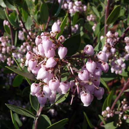 manzanita tree flower