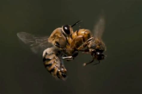 Watch this: Slow-motion footage of a queen bee mating with a drone in ...