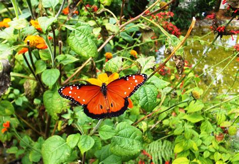Orange Butterfly Free Stock Photo - Public Domain Pictures