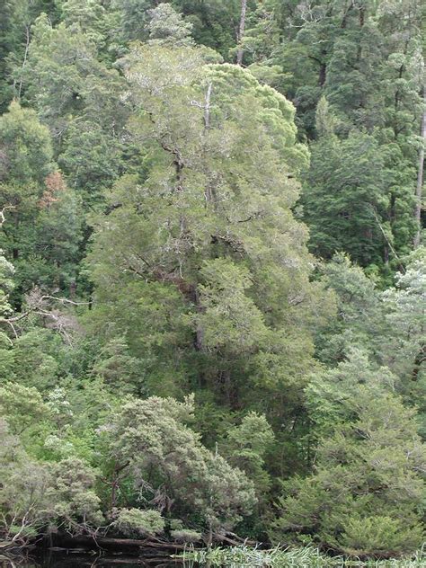 Lagarostrobos franklinii (Huon pine) description