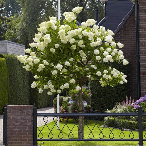 Limelight Hydrangea Trees for Sale– FastGrowingTrees.com