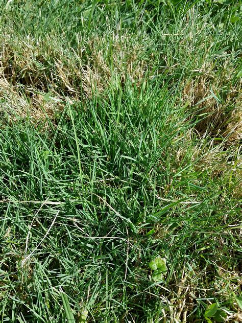 Many people are turning to low maintenance grasses for their lawn care needs. While there are ...