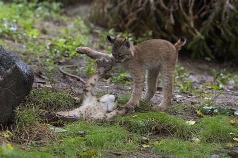 Three new Canada lynx cubs born during quarantine make public debut at ...