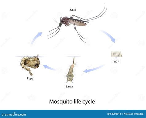 Mosquito life cycle stock illustration. Illustration of fever - 54200614