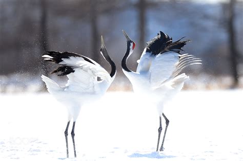 Twin Red Crowned Crane Dance 2 by sammywu97 / 500px