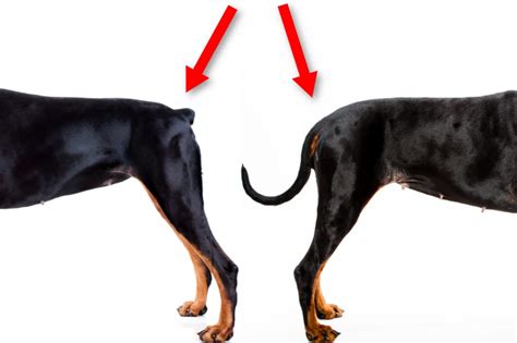 Doberman Tail Docking Pros & Cons: Should You Do It? – Doberman Planet