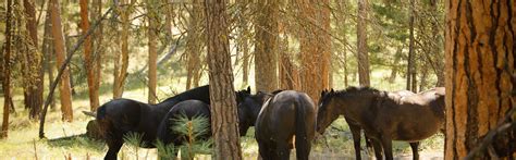 Wild Horse Island | Montana FWP