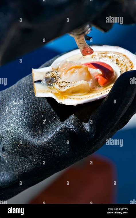 Anatomy of a scallop after a scallop shell opening demonstration during a whale watching tour ...