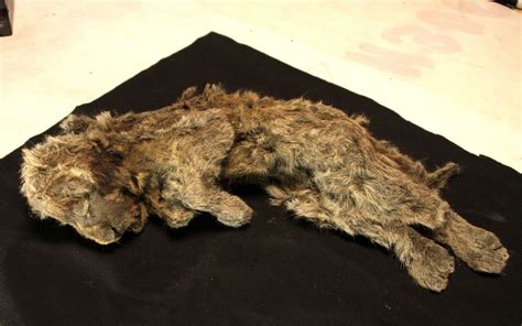 Perfectly Preserved Cave Lion Cubs Found In Permafrost Reveal Life Of Extinct Species