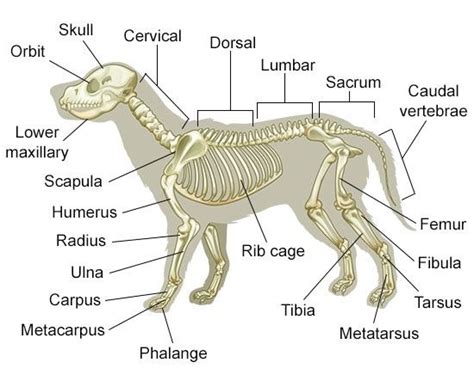 animal anatomy Diagram | Quizlet