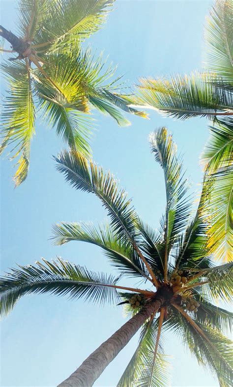 Palm Tree Iphone Background