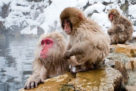 Japanese Macaque Monkey Facts Adaptations Diet