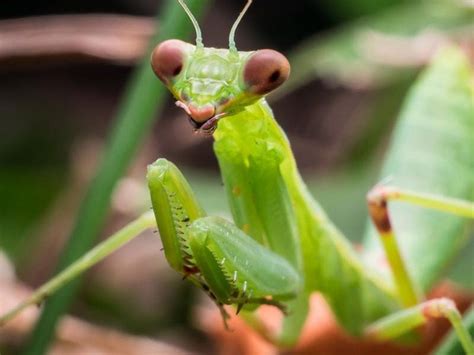 Unnerving video shows male praying mantis mating even after his head has been eaten off ...