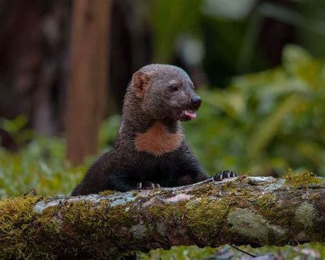 Tayra - Facts, Diet, Habitat & Pictures on Animalia.bio | Diurnal animals, Mammals, Climb trees