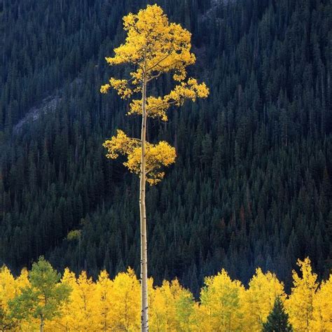 Quaking Aspen: The Largest Living Organism! | Aspen trees, Aspen, Tree