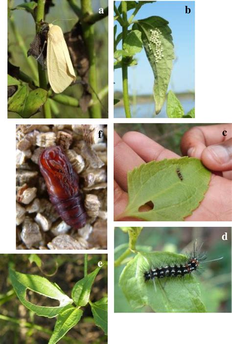 Figure 1 from BIOLOGICAL CONTROL OF CHROMOLAENA ODORATA : PAREUCHAETES INSULATA SPREADS ITS ...