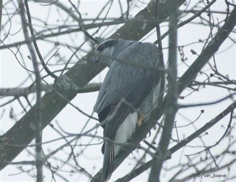 Northern Goshawk - FeederWatch