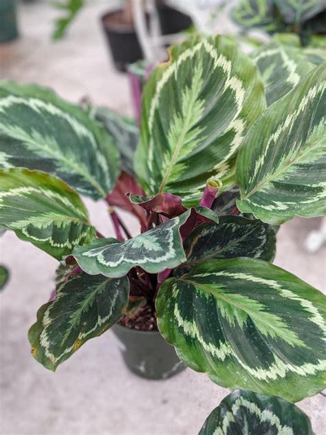 Calathea Care: Caring for Different Calathea Varieties